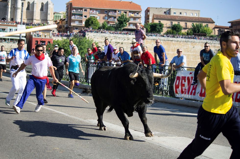 EL TORO DE LA VEGA: LO MATAN… PERO CON CUIDADO