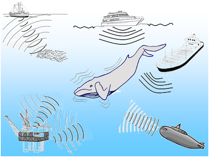RUIDO BALLENAS