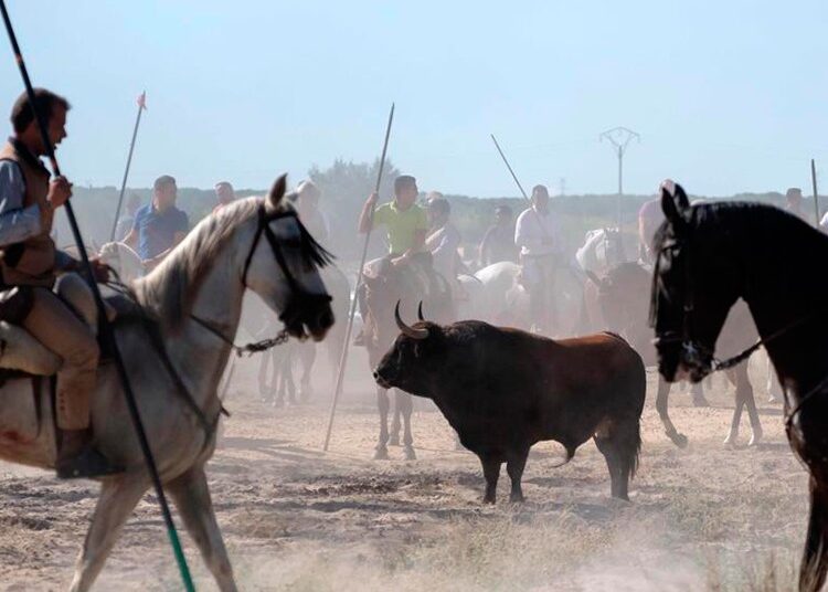 TORO DE LA VEGS