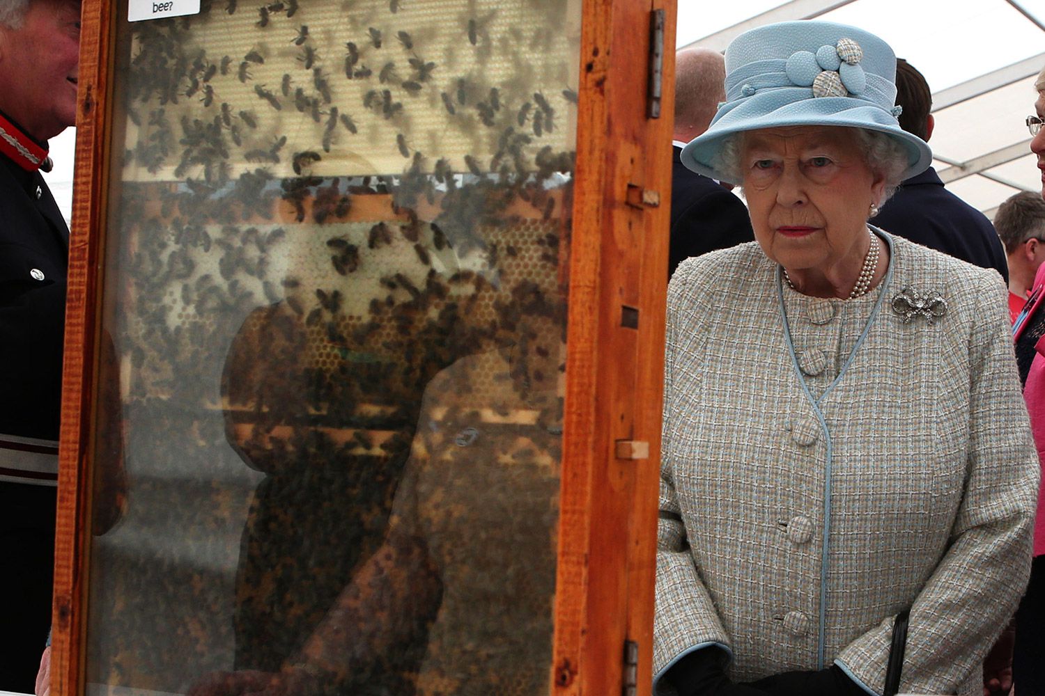 abejas y la reina