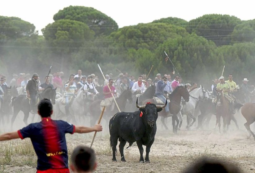 PARALIZADO -DE MOMENTO- EL TORO DE LA VEGA