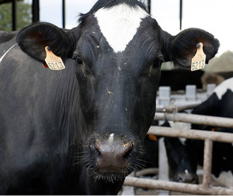 ESPAÑA: ¿DEJAMOS DE BEBER LECHE PARA COMER CARNE?
