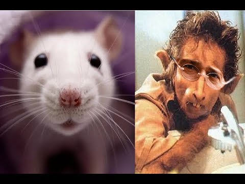 CONSIGUEN RATAS CON MINICEREBROS HUMANOS