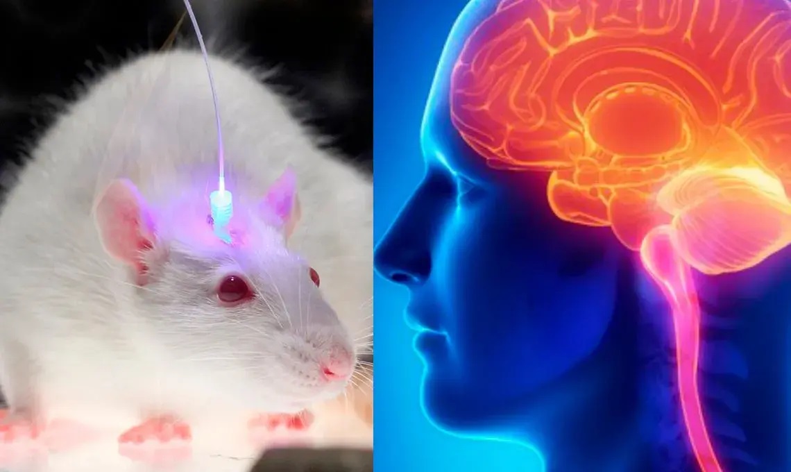 raton cerebro