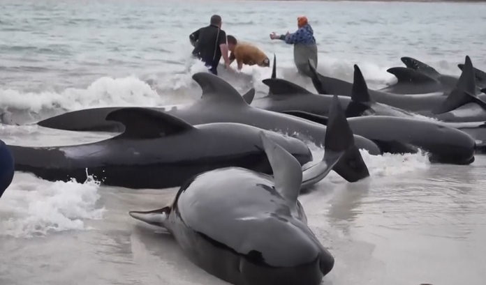 ¿POR QUÉ SE DESPISTAN LAS BALLENAS?