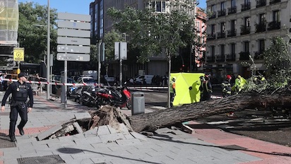 CAIDA MORTAL DE UN ARBOL EN MADRID