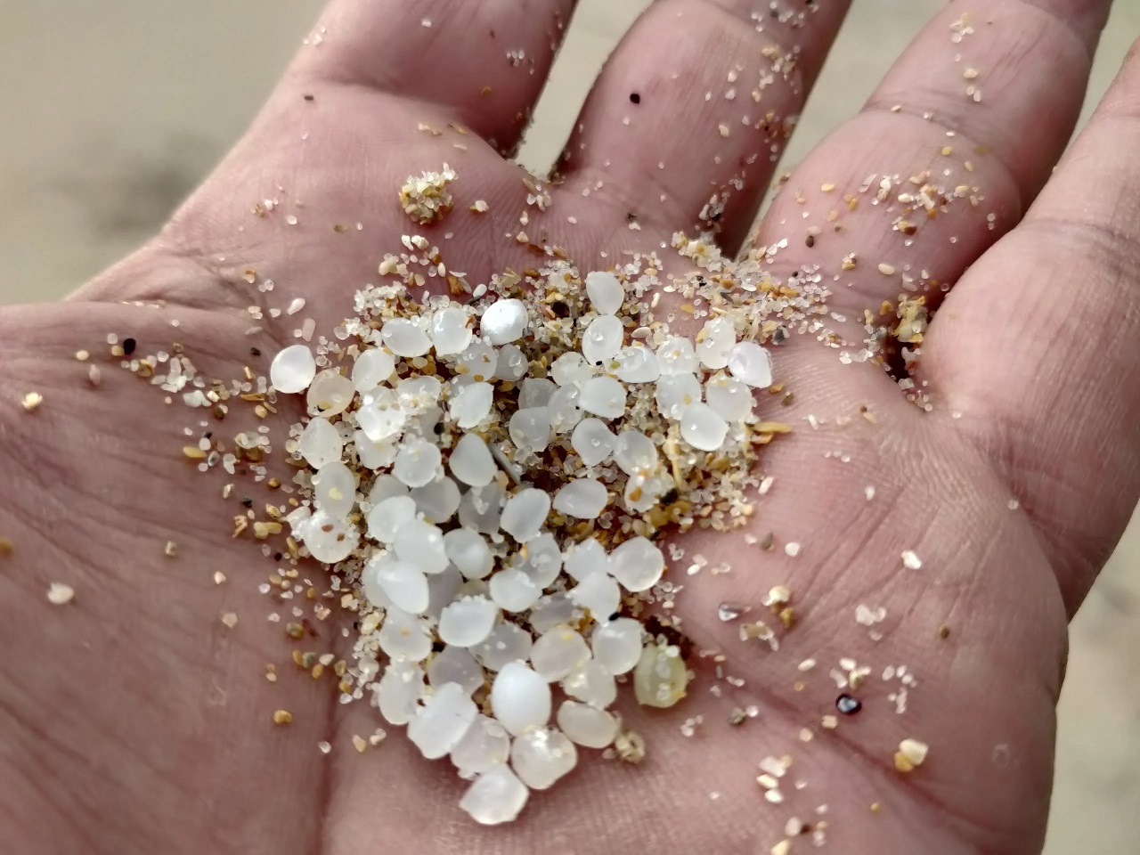 CRISIS AMBIENTAL EN GALICIA: LOS PELLETS NO SON PELIGROSOS, PERO TAMPOCO INOFENSIVOS
