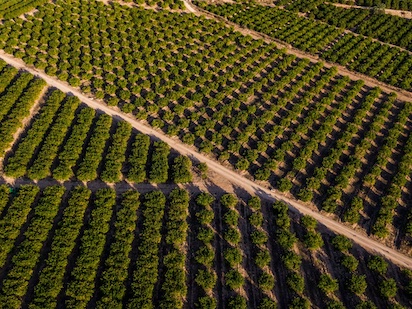 ¡LIMONES FUERA! ¡PREVISIONES MADE IN SPAIN!