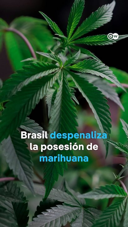 BRASIL Y LA MARIHUANA: PARA ALIGERAR LAS CÁRCELES