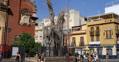 LOS JARDINEROS MATAN UN FICUS CENTENARIO EN SEVILLA