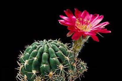 FLOR