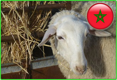 MARRUECOS SE QUEDA SIN FIESTA DEL CORDERO POR EXHORTACIÓN REAL