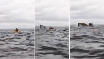 “PINOCHO” CHILENO, MENOS MAL QUE LAS BALLENAS NO COMEN HOMBRES