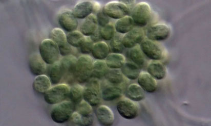 microbios 2