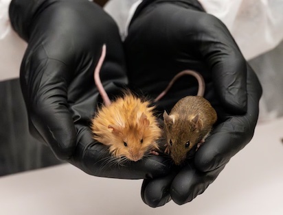 CREAN LOS RATONES “COLORAOS” PARA RESUCITAR MAMUTS