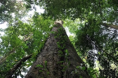 arbol 2