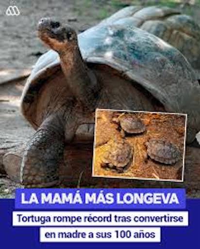 TORTUGA 2