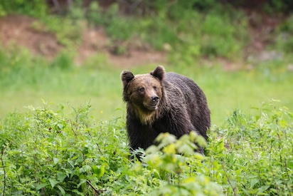 ESLOVAQUIA: LA VENGANZA DEL HOMBRE CONTRA LOS OSOS