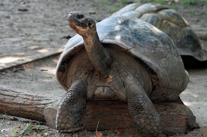 LA VIDA SE RESISTE A DESAPARECER: TORTUGA MADRE A LOS 100 AÑOS