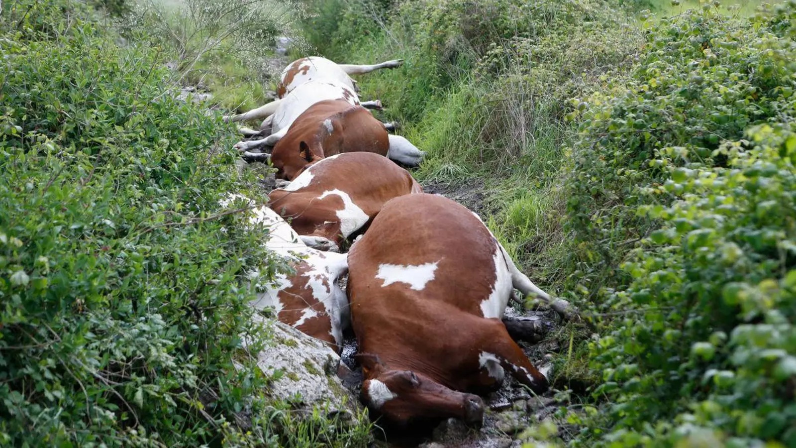 MUERTE FULMINANTE DE 27 VACAS EN GALICIA