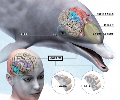 cerebelo delfines