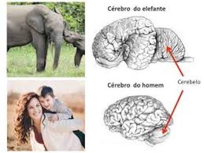 cerebelo elenfantes