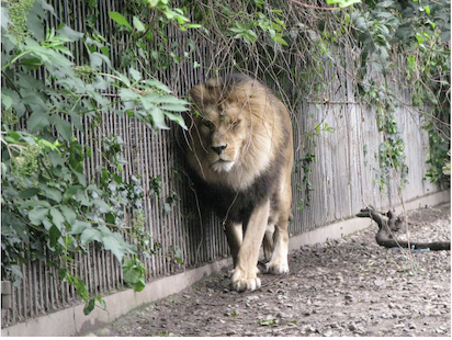DINAMARCA: MASCOTAS PARA ALIMENTAR A FELINOS DEL ZOO