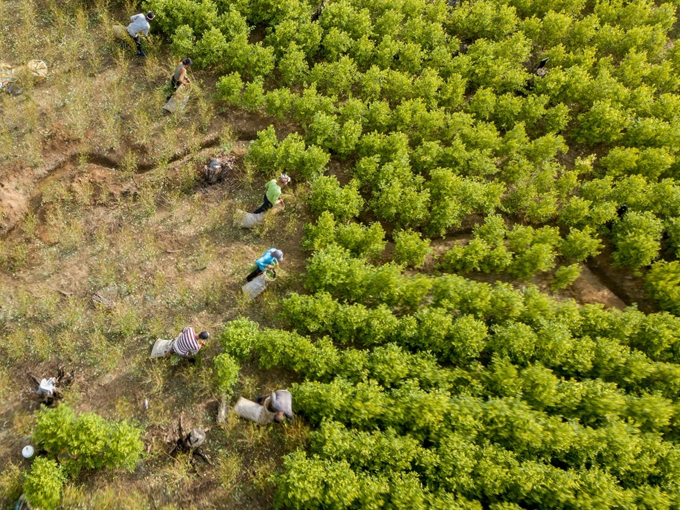 COCAÍNA: TRES MIL TONELADAS, ¡Y CRECIENDO!