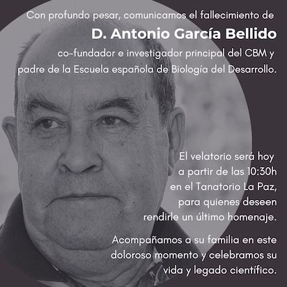 BELLIDO