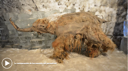 ARN DE 40.000 AÑOS…. DE UNA CRÍA DE MAMUT