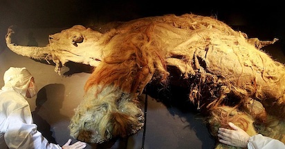 mamut 3