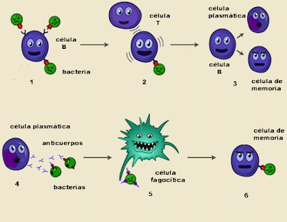 CELULAS T