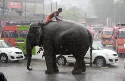 INDIA: MUEREN 7 ELEFANTES ARROLLADOS POR UN TREN