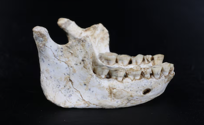 HALLAZGO DE RESTOS DE ANTEPASADOS DEL HOMO …¿SAPIENS?