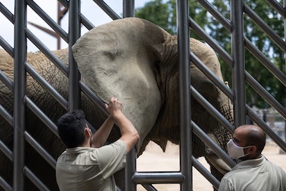 MUERE LA ELEFANTA DEL ZOO DE BARCELONA… ¿DEBEN DESAPARECER LOS ZOOS?