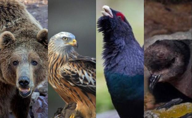 animales3 kBmG U50941849426YXE 624x385Diario Montanes