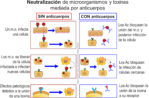 infeccion viral 2