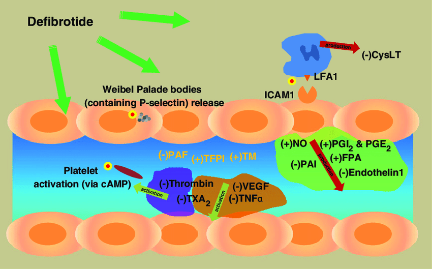 Activities of defibrotide Factors involved in coagulation are depicted un yellow in