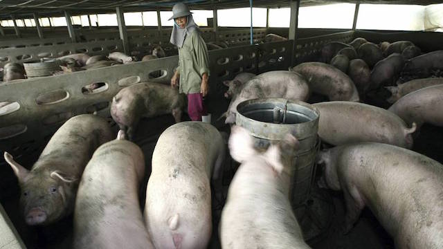 cientificos chinos alertan de una nueva gripe porcina que podria transmitirse a humanos