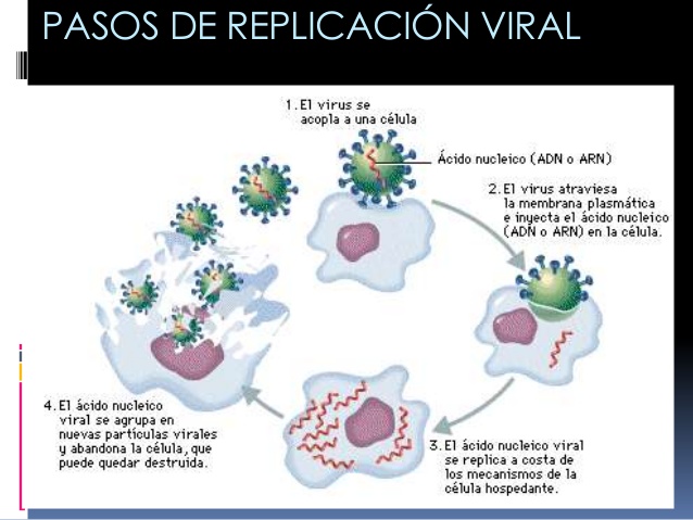 replicacion viral 7 638