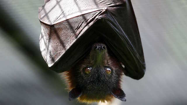 imurcielago