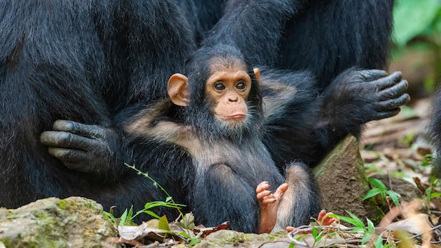 Tom Mangelsen Laid Back Chimp 20180617 12002427
