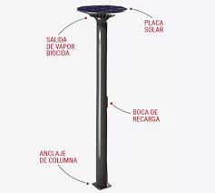 palmera
