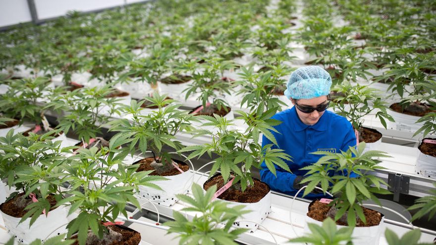 CANNABIS SÍ PERO NO